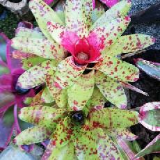 Neoregelia 'Bic O'