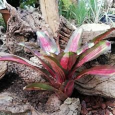 Neoregelia 'Kohala Dawn Red'