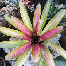 Neoregelia 'Martin'