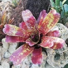 Neoregelia 'Walking Ta x pauciflora'