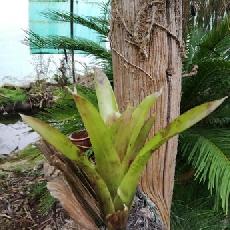 Neoregelia 'Blushing Bride x paucifolia'