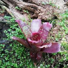 Neoregelia ' Dartanion'