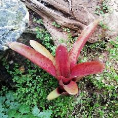 Neoregelia 'Fireball Spotted'