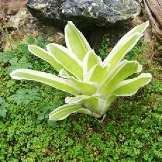 Neoregelia carolinae 'Flandria'