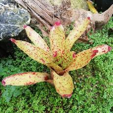 Neoregelia 'Flicker'