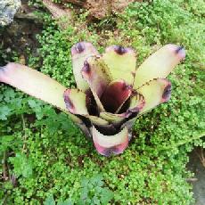 Neoregelia carcharodon 'Giant'