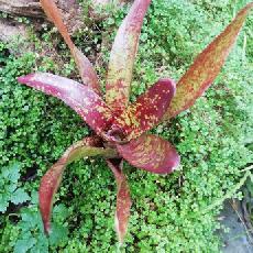 Neoregelia  'Inca' x 'Fireball'