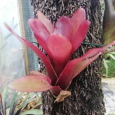 Neoregelia 'Mephisto'