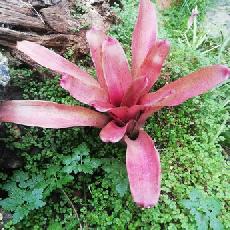 Neoregelia 'Small Talk'