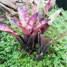 Neoregelia 'Smudge Pot'