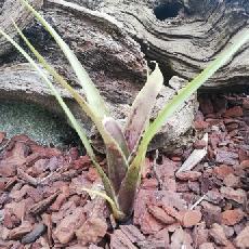 Neoregelia wilsoniana