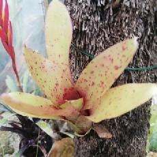 Neoregelia 'Ficckles'