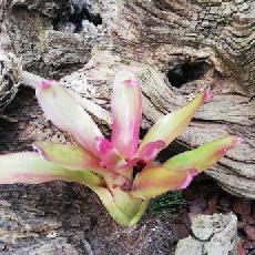 Neoregelia 'Bailadora'