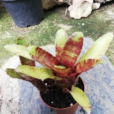 Neoregelia 'Brownie'