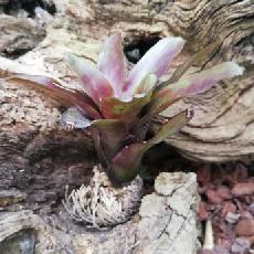 Neoregelia 'Casiopea'