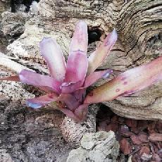 Neoregelia dungsiana x Purple Star'