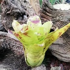 Neoregelia kautskyi