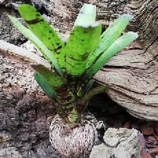 Neoregelia 'Jamocha'