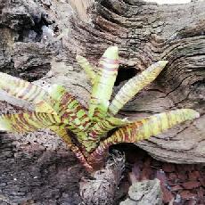 Neoregelia 'Killer Bee'