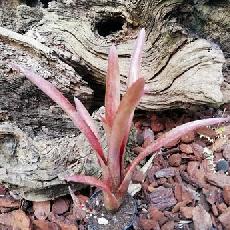 Neoregelia lilliputeana x pineliana