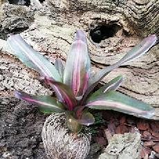 Neoregelia 'Mo Betta'
