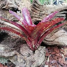 Neoregelia 'Paprika'