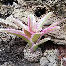 Neoregelia 'Pink'