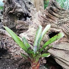 Neoregelia 'Tabby'