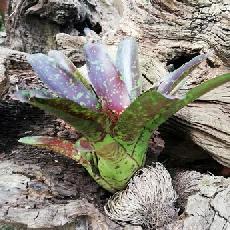 Neoregelia 'Toshiya'