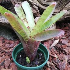 Neoregelia  'Wild Tiger' x zonata