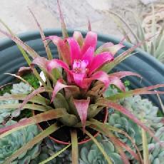 Aechmea recurvata 'Kiwi Baker'