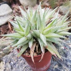 Deuterocohnia SP