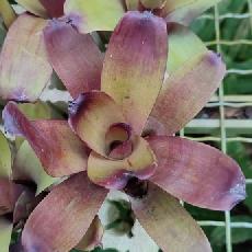 Vriesea bituminosa