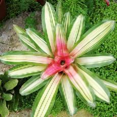 Neoregelia carolinae var tricolor devroe