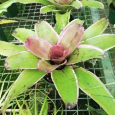 Neoregelia 'Morado'