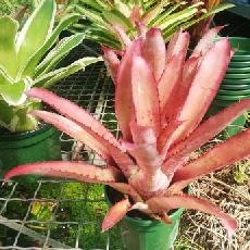 Aechmea Pineliana var munita