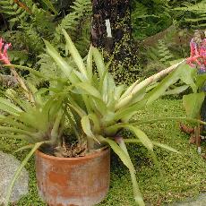 Aechmea hoppii