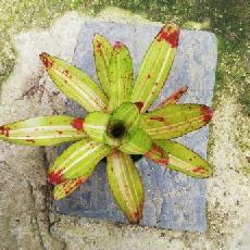 Neoregelia 'Chili Verde'