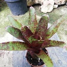 Neoregelia 'Betty Head'