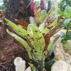 Neoregelia 'Java Plum x  Babe'