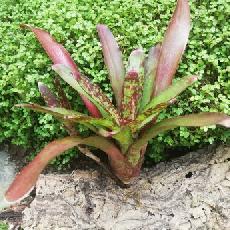 Neoregelia 'Tiger Cat'