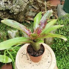 Neoregelia 'Turmoil'