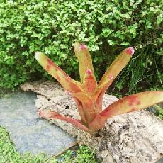 Neoregelia 'Red Face'