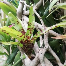 Neoregelia 'Cat's Whiskers'