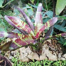Neoregelia 'Flash Point'