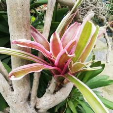 Neoregelia 'Annick'