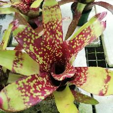 Neoregelia 'Picasso