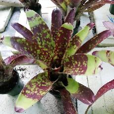 Neoregelia 'Yuquita'