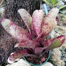 Neoregelia 'Purple Phantom'