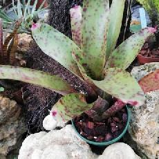 Neoregelia 'Strawberry Hill'